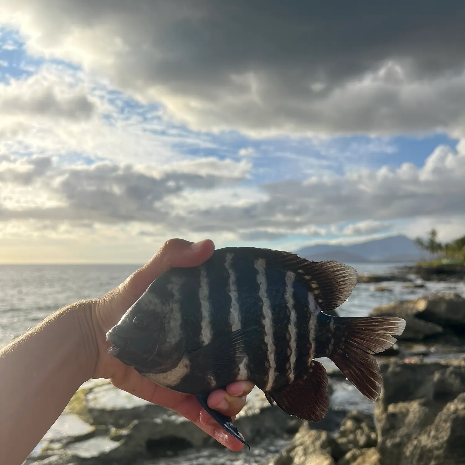 The most recent Blackspot sergeant catches on Fishbrain