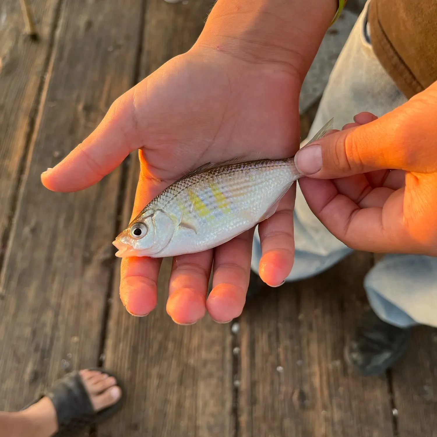 The most recent White seaperch catches on Fishbrain