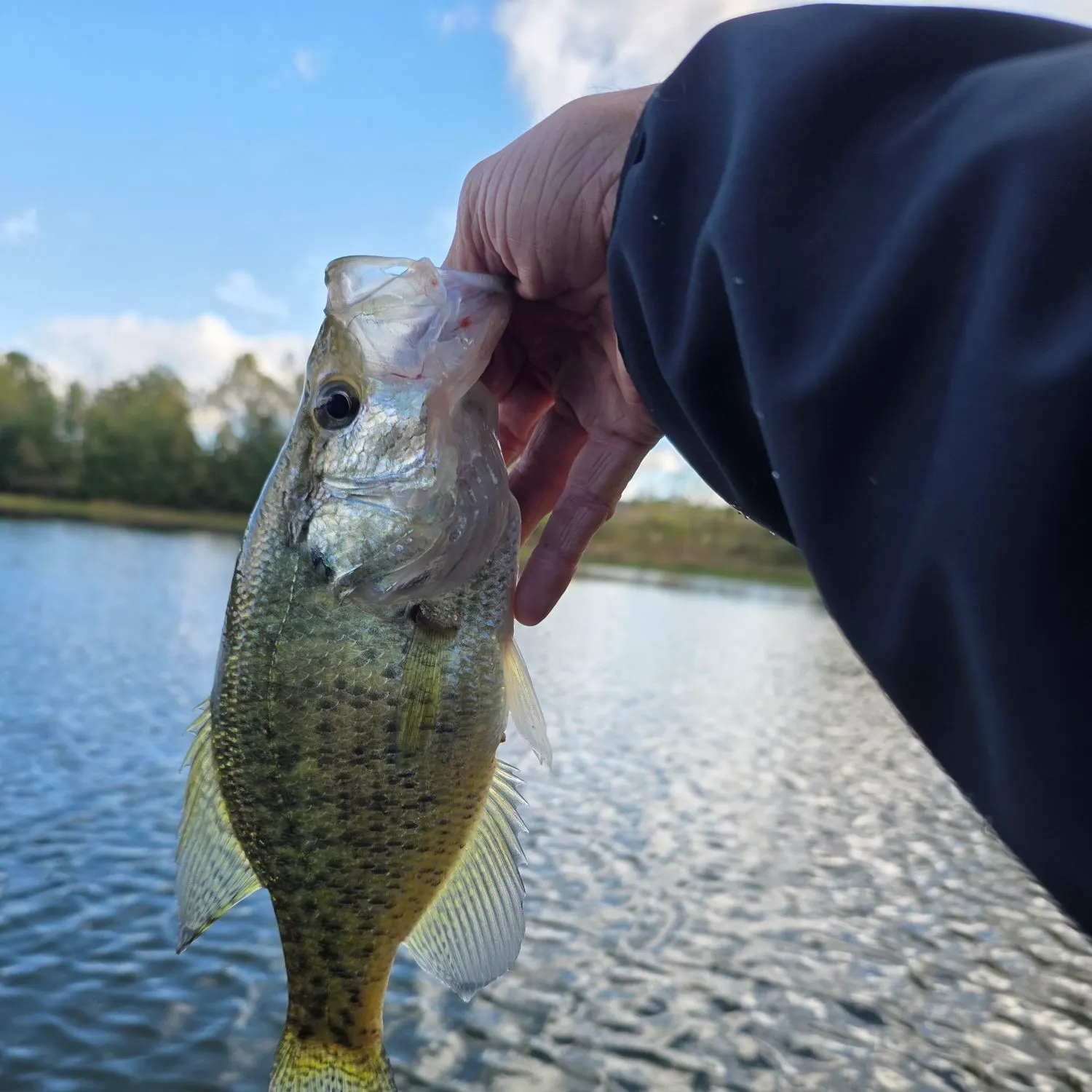 White crappie caught on Fishbrain