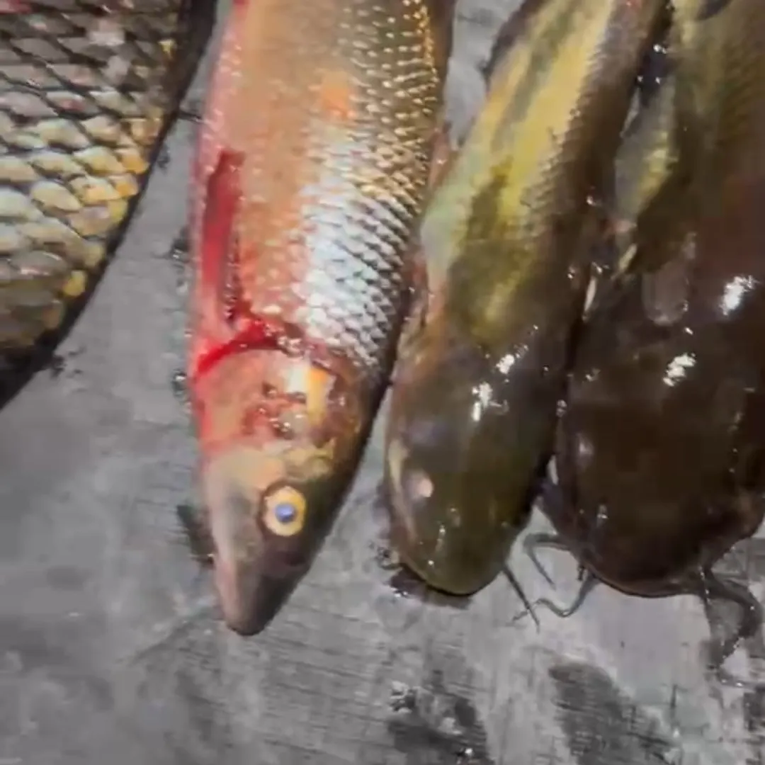 Common carp caught on Fishbrain