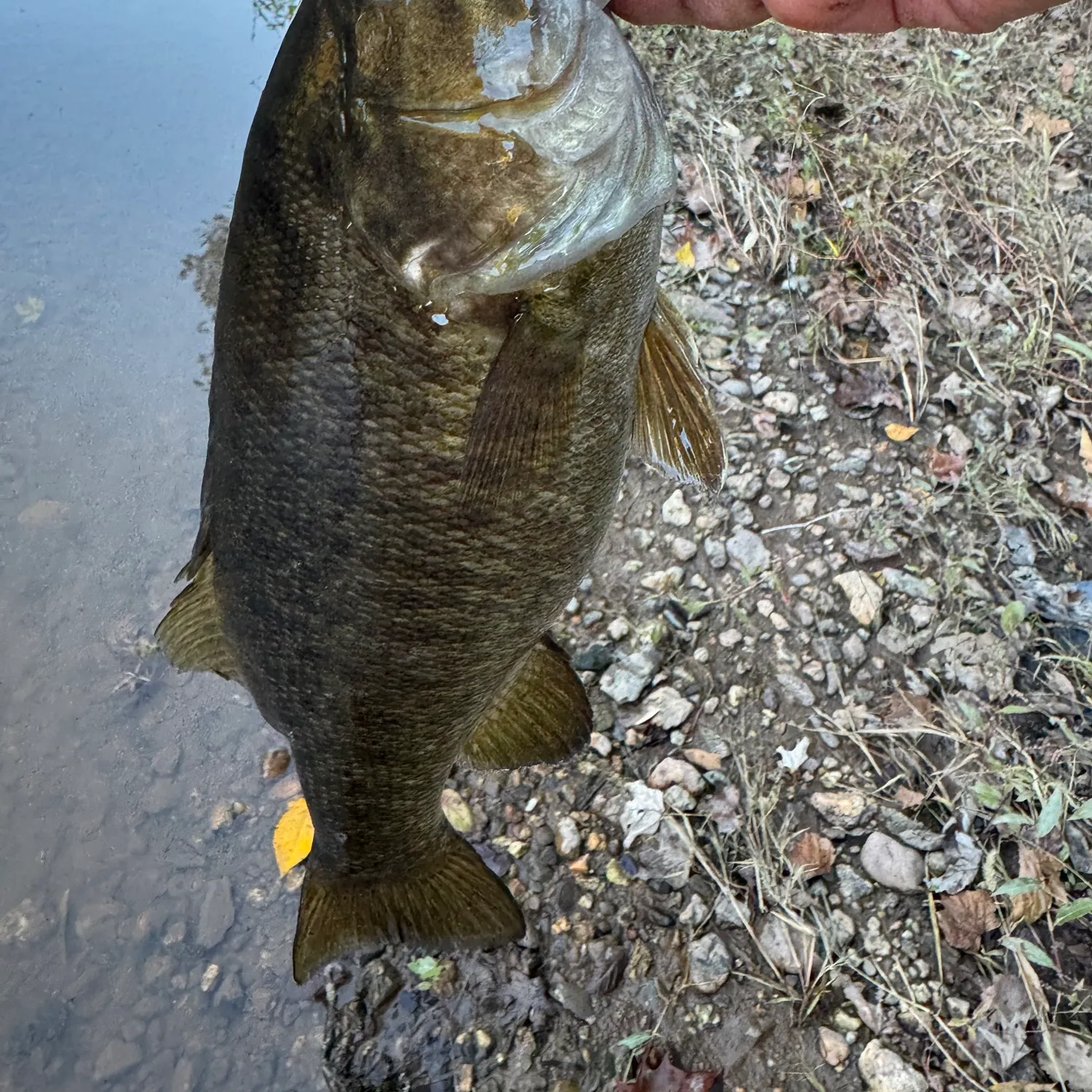 Smallmouth bass caught on Fishbrain
