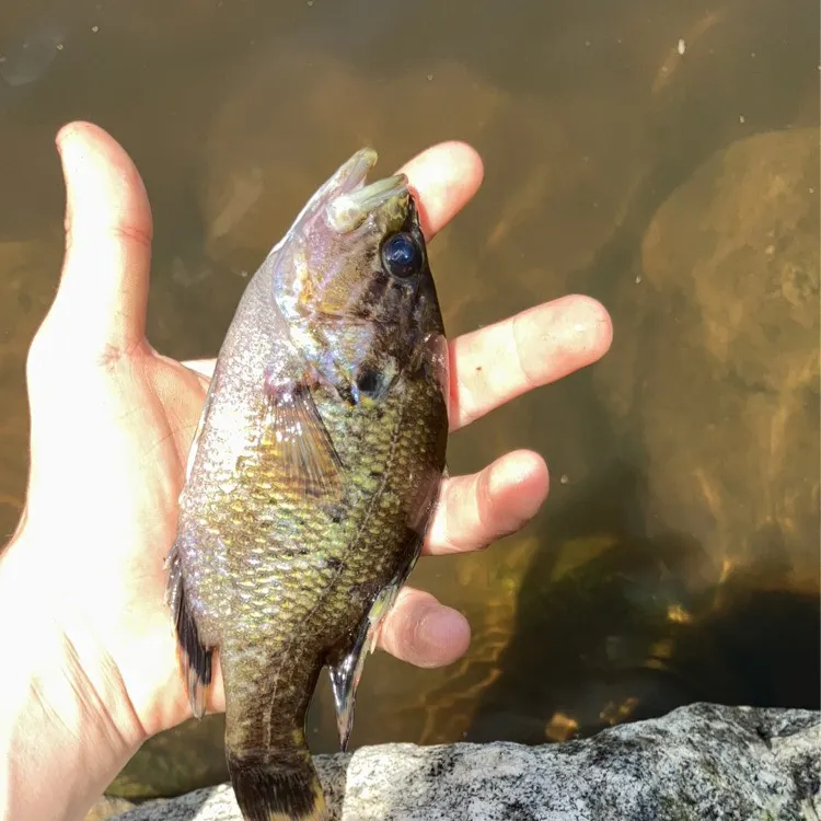 angler catch