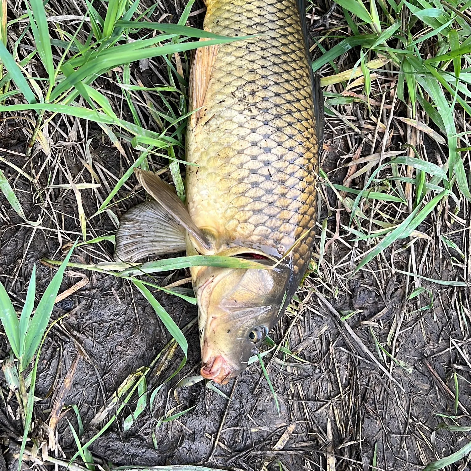 The most recent Common carp catches on Fishbrain