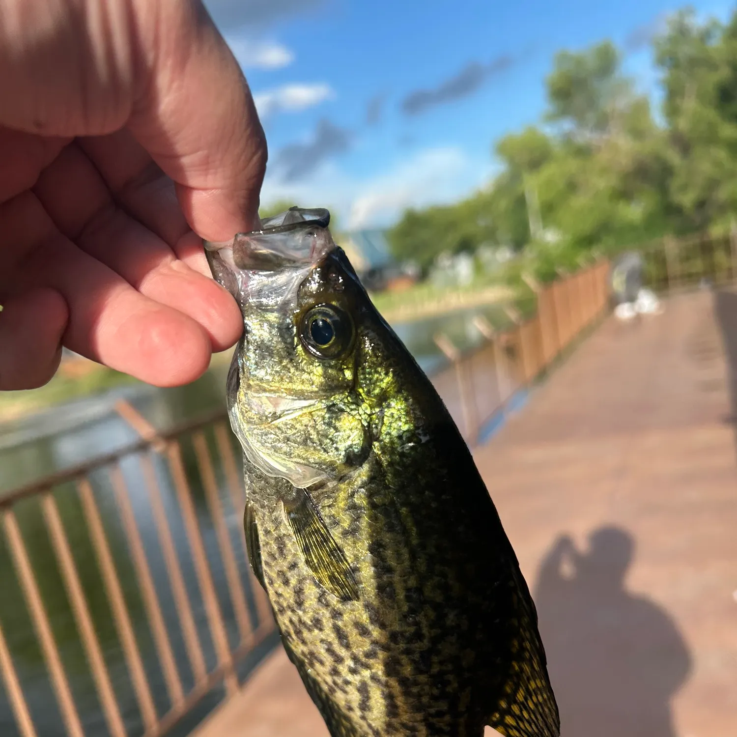 catch