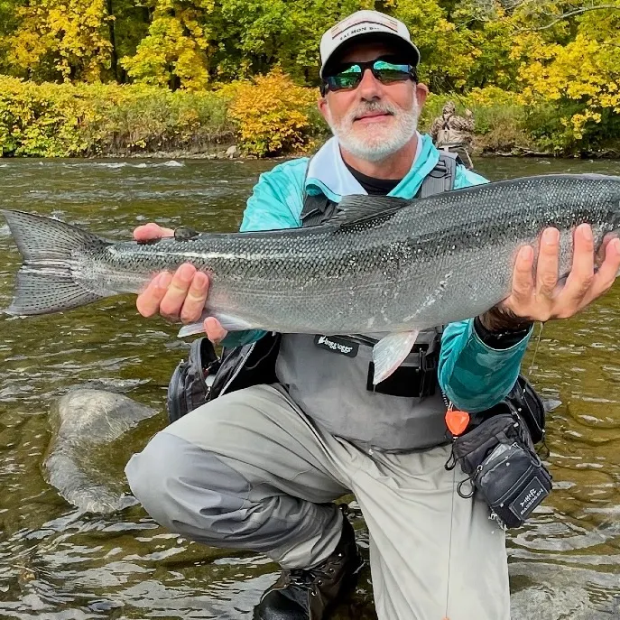 Steelhead caught on Fishbrain