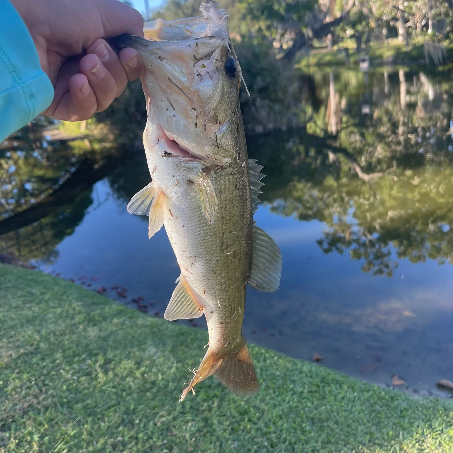 The most recent Largemouth bass catches on Fishbrain