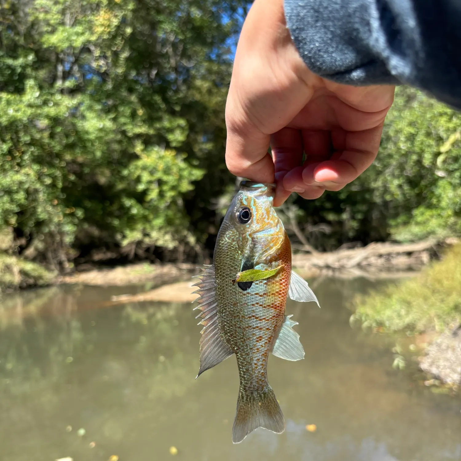 Redbreast sunfish caught on Fishbrain