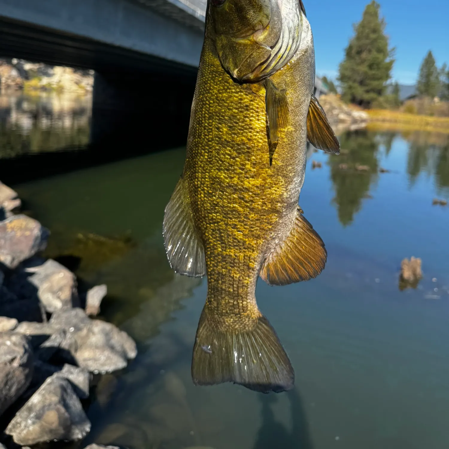 Smallmouth bass caught on Fishbrain