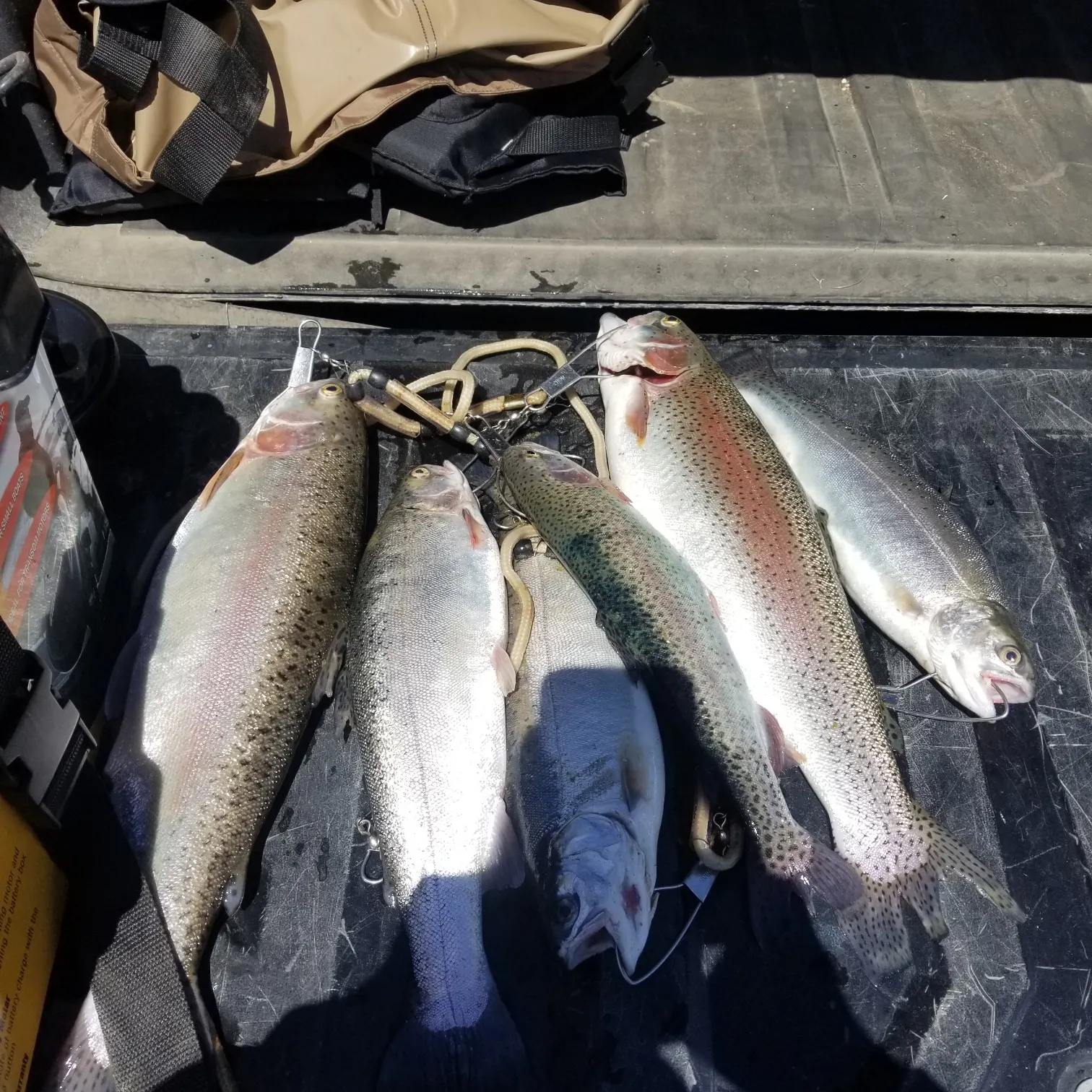 recently logged catches