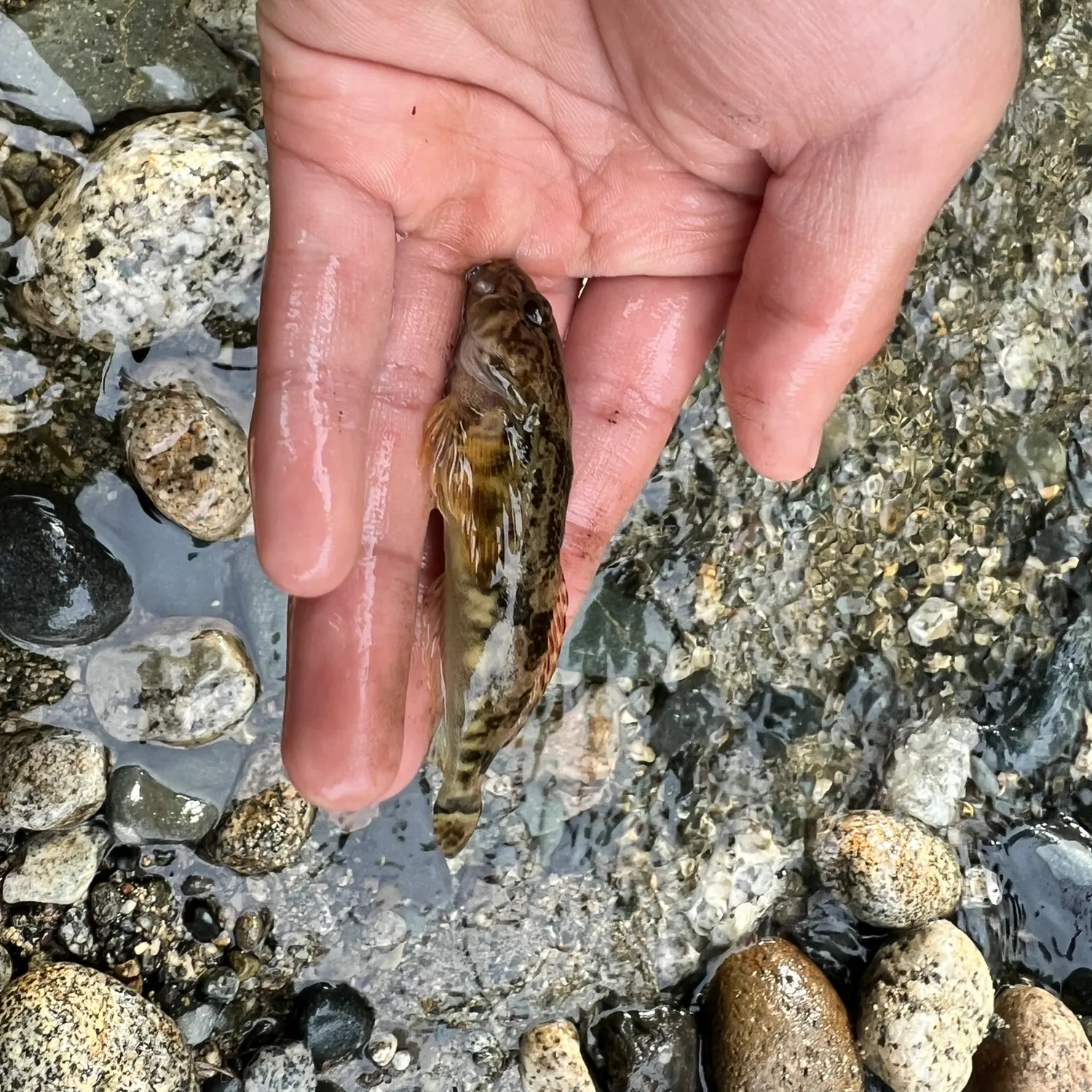 The most recent Prickly sculpin catches on Fishbrain