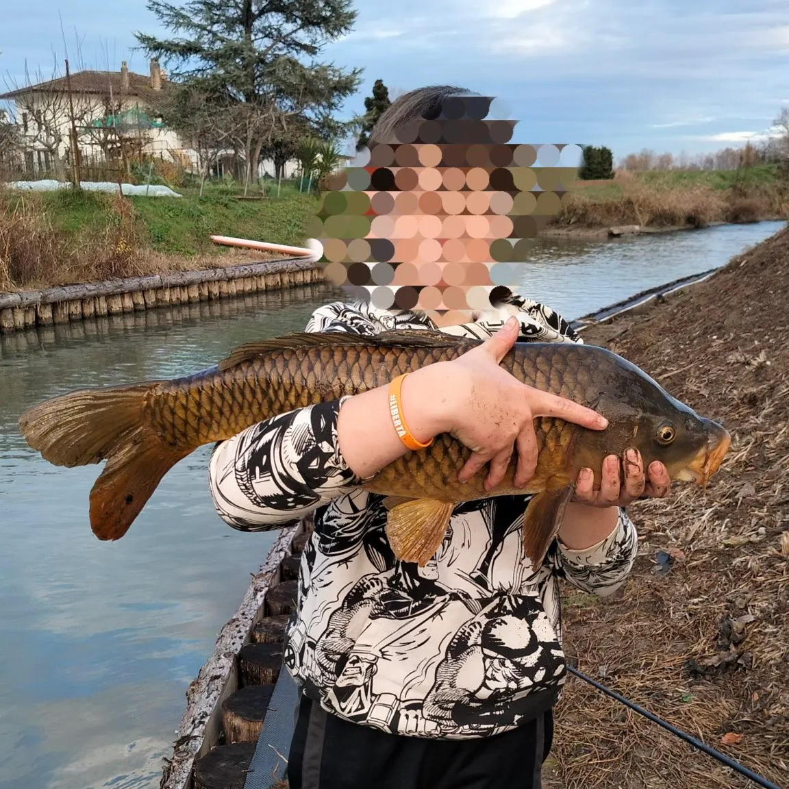 Common carp caught on Fishbrain