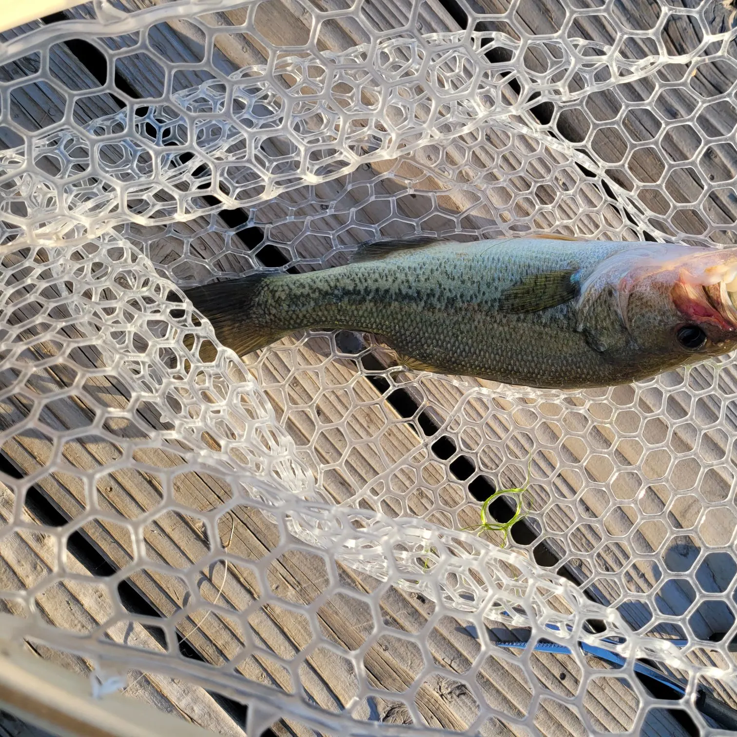 Fish caught on Fishbrain