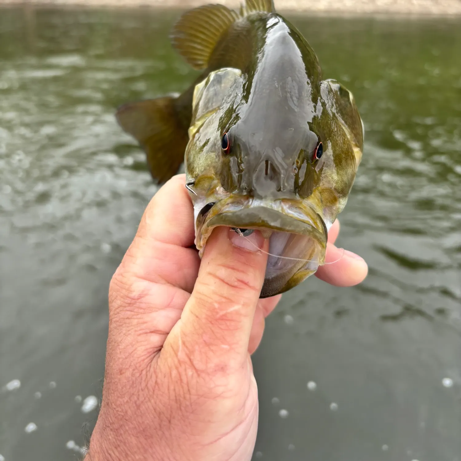 The most recent Southern calamari catches on Fishbrain