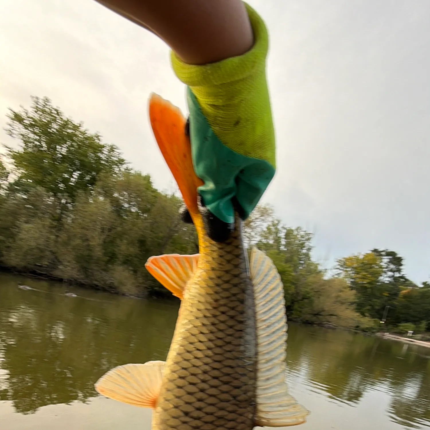 Common carp caught on Fishbrain