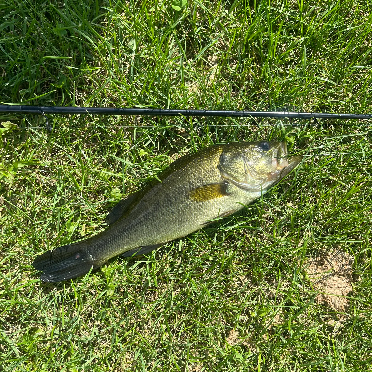 Largemouth bass caught on Fishbrain