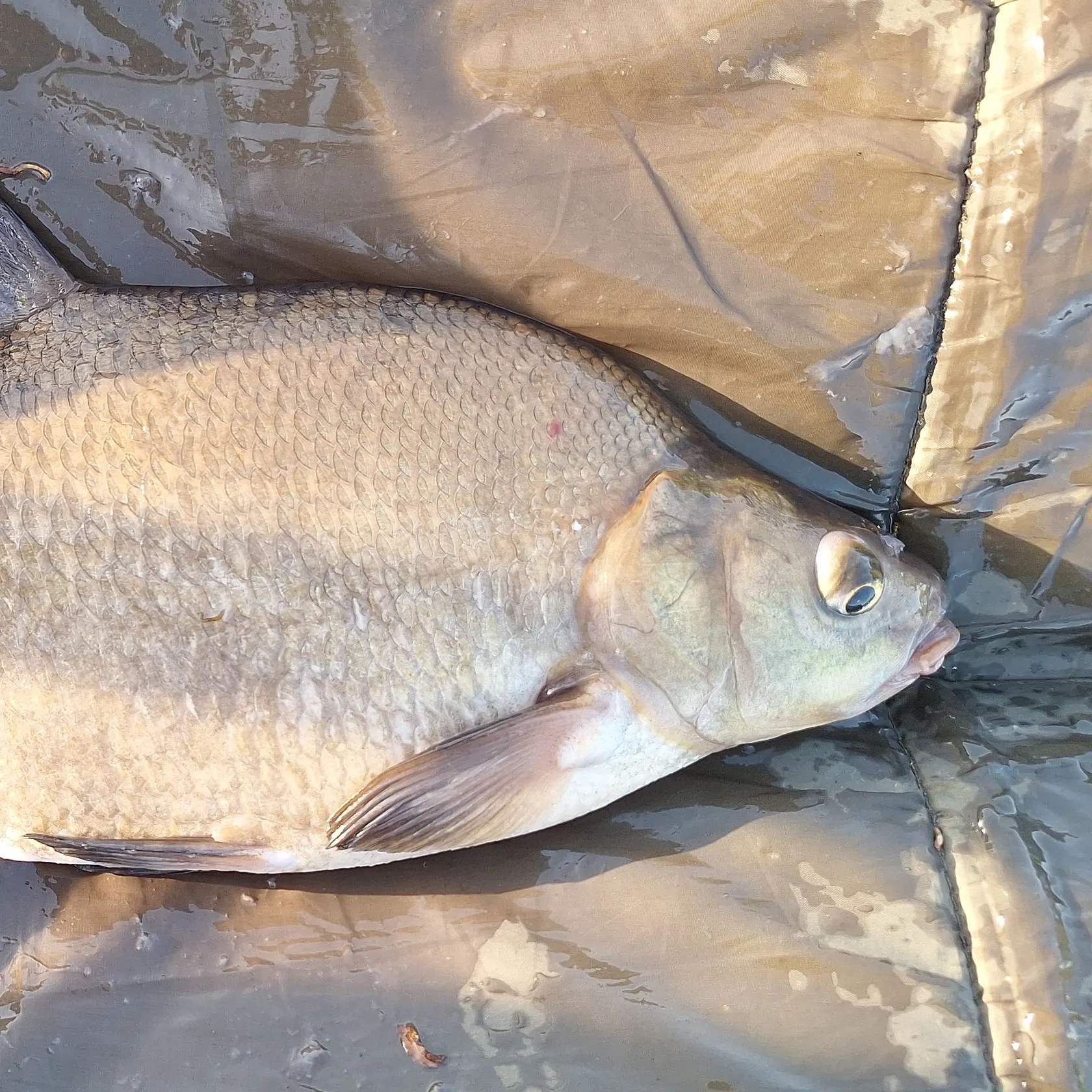 The most recent Common bream catches on Fishbrain