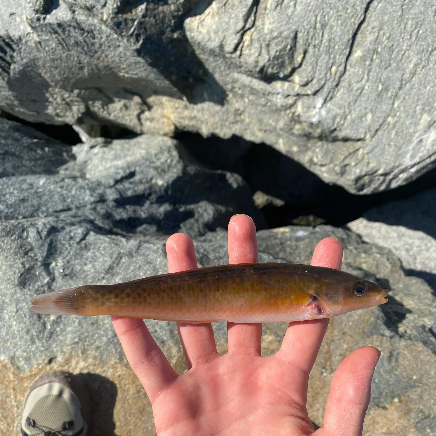 The most recent Señorita catches on Fishbrain