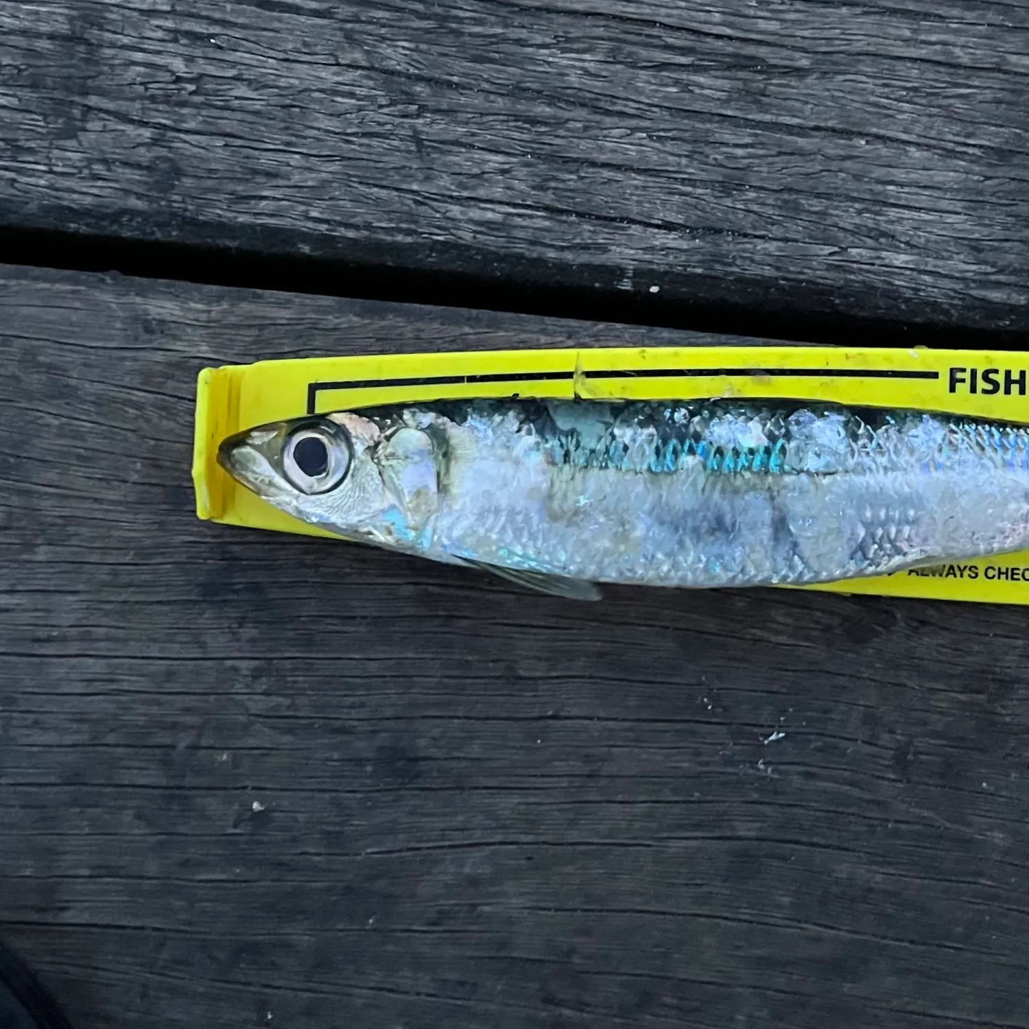 The most popular recent Pacific sardine catch on Fishbrain