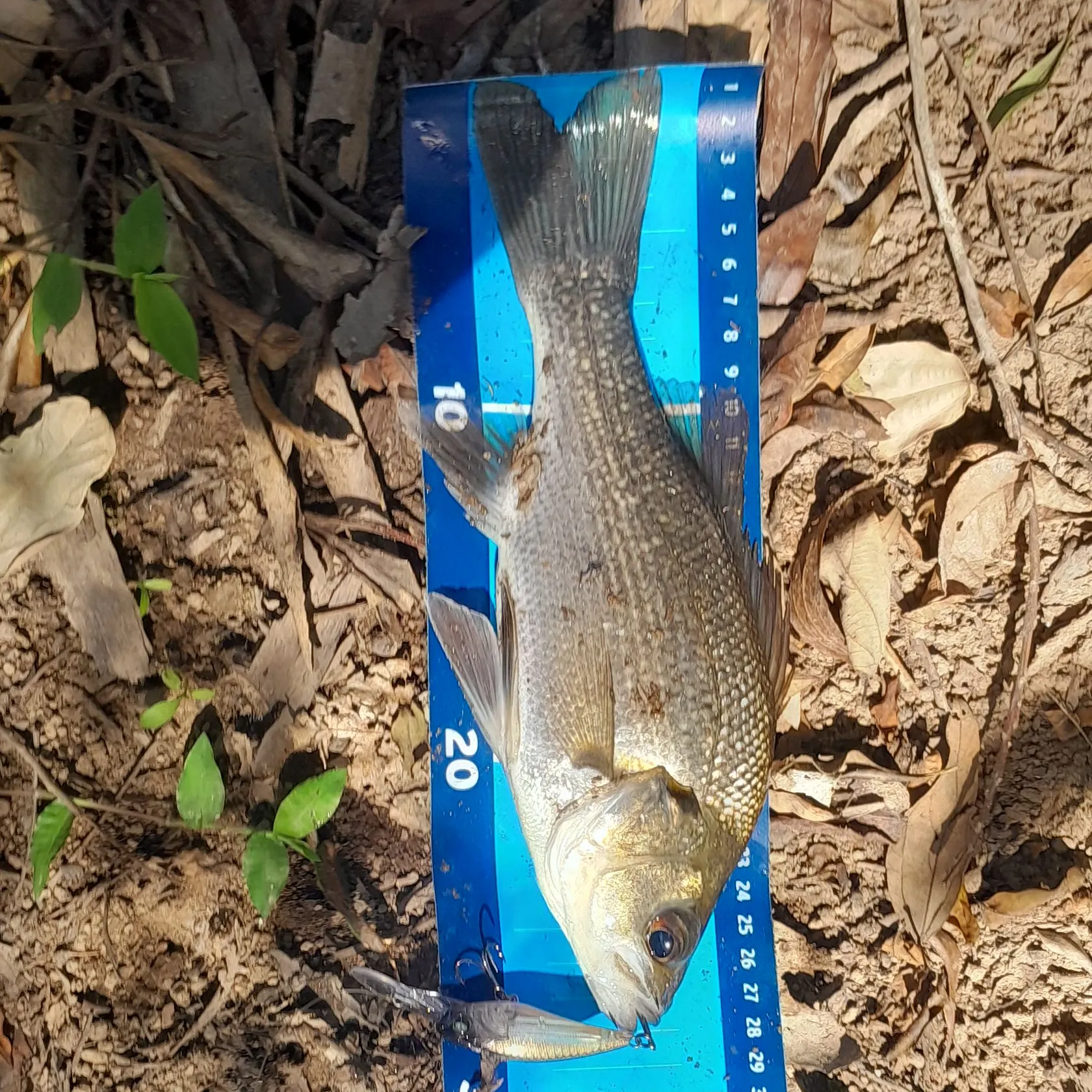The most recent Australian bass catches on Fishbrain