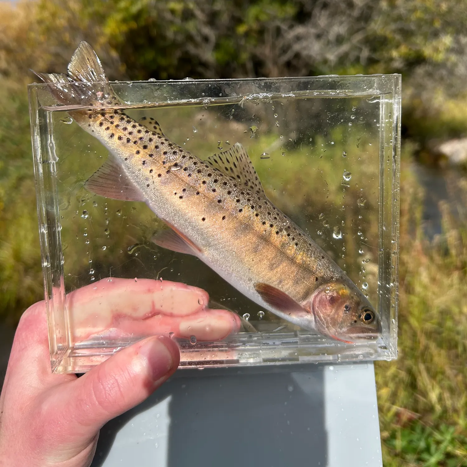 Bear River cutthroat trout caught on Fishbrain