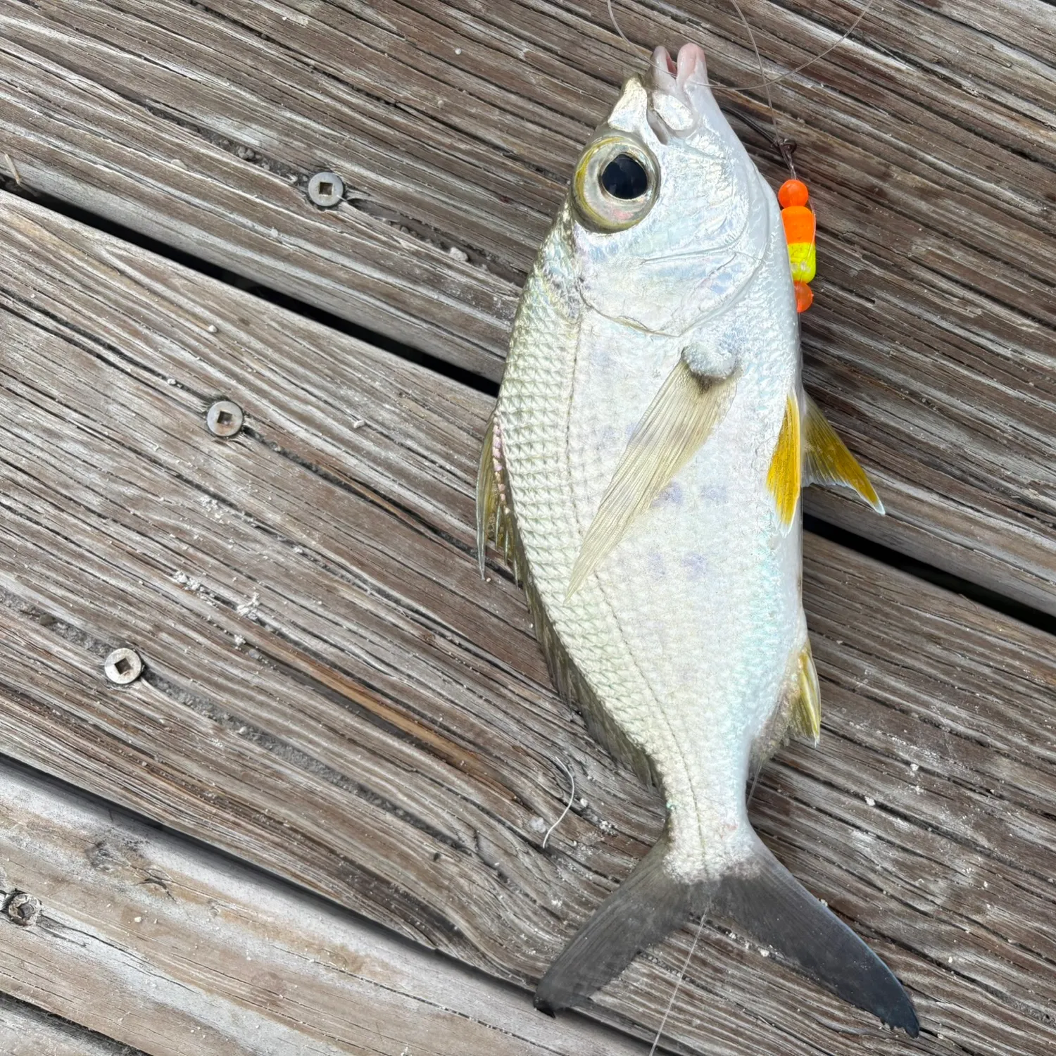 The most recent Yellowfin mojarra catches on Fishbrain