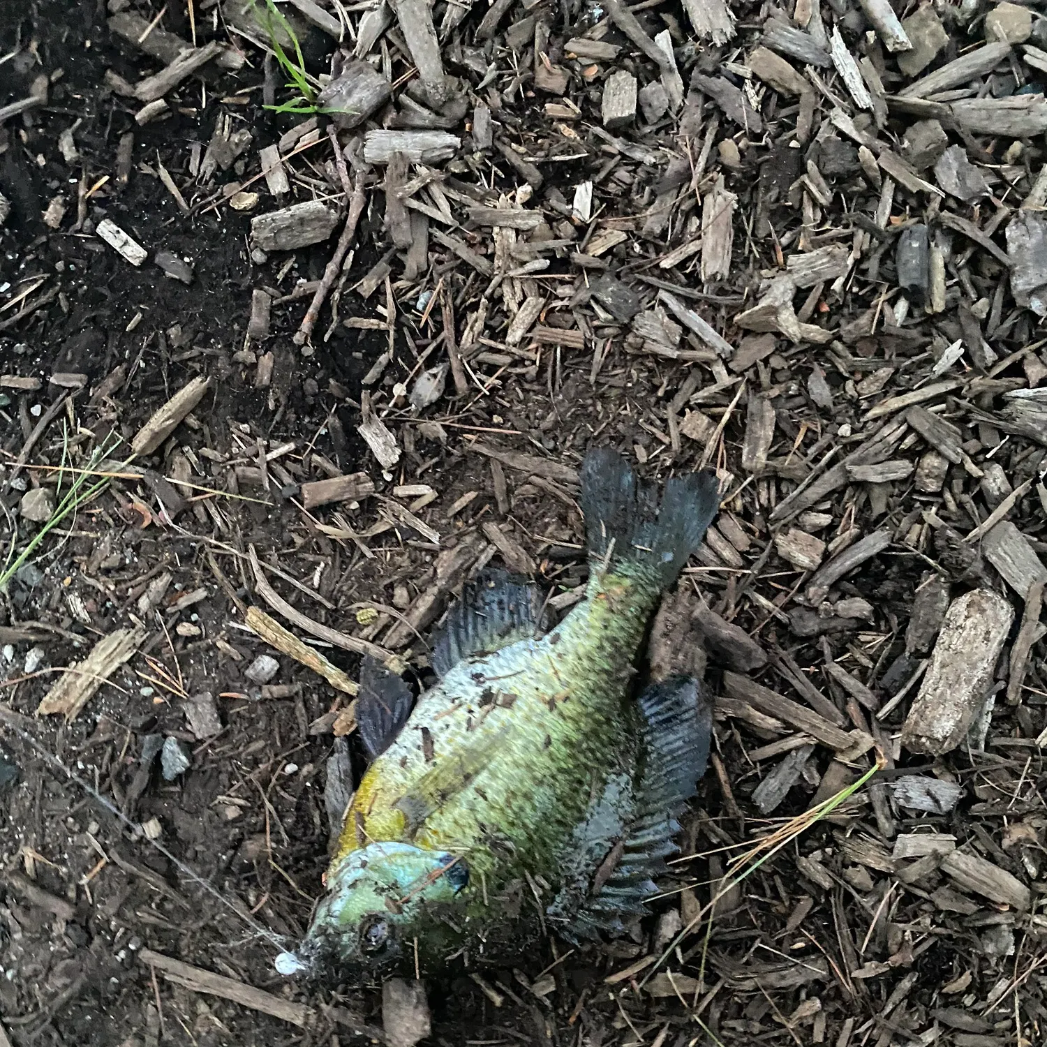 Bluegill caught on Fishbrain