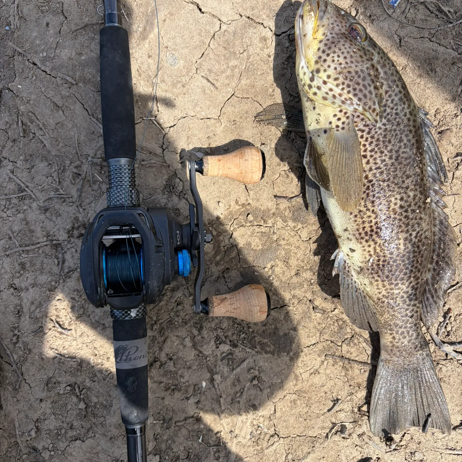 Spotted sand bass caught on Fishbrain