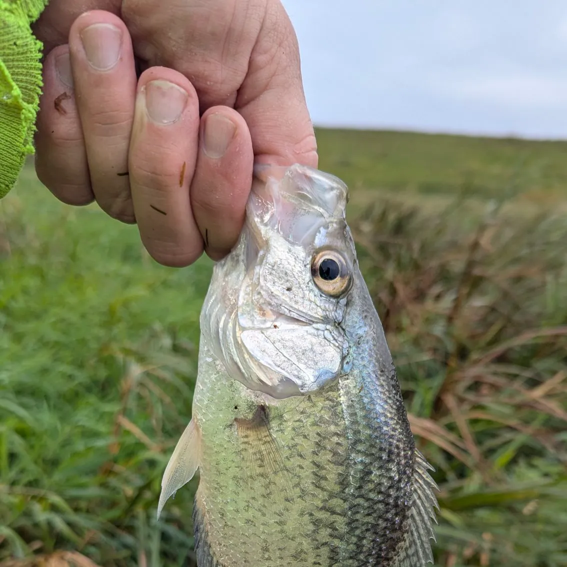 Black crappie caught on Fishbrain