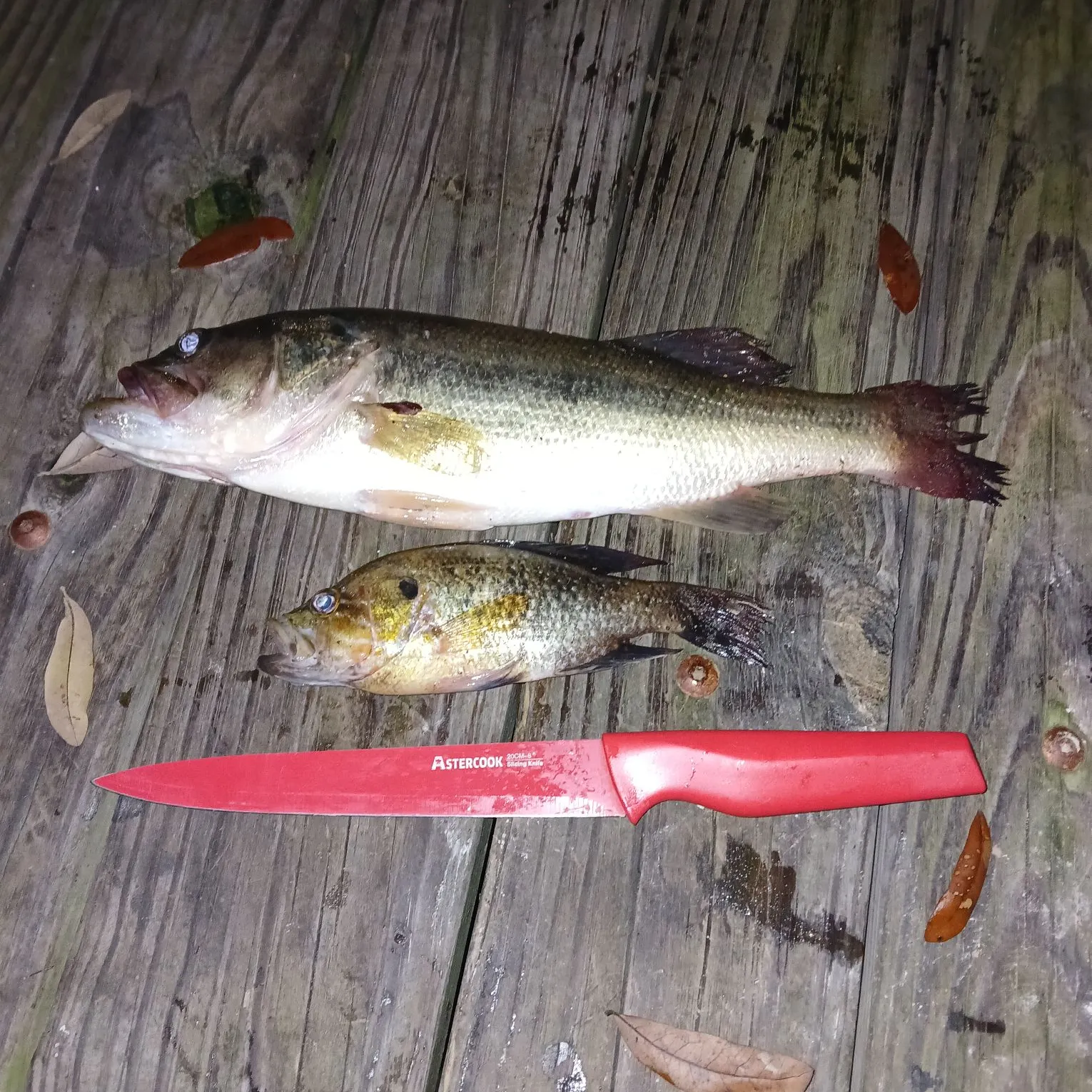 recently logged catches