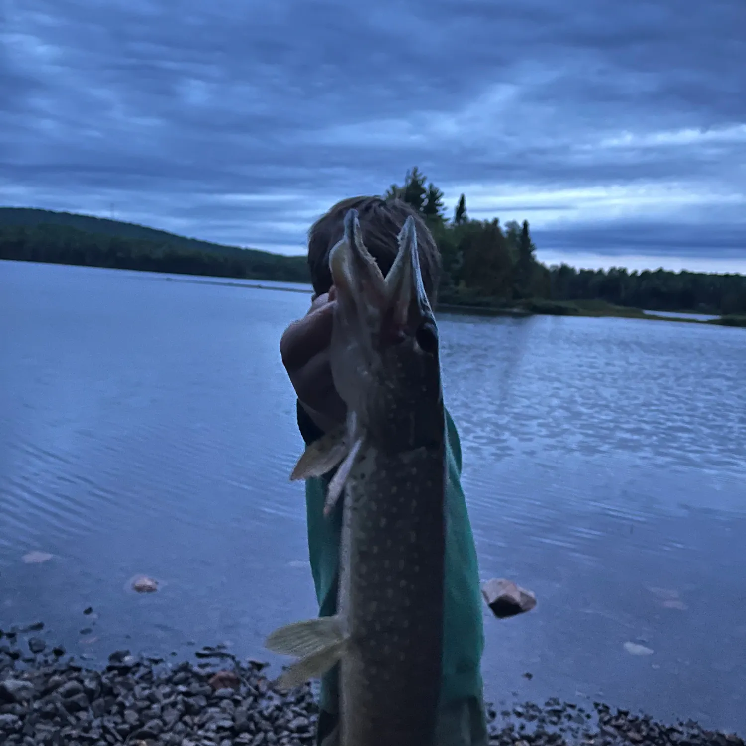 Northern pike caught on Fishbrain