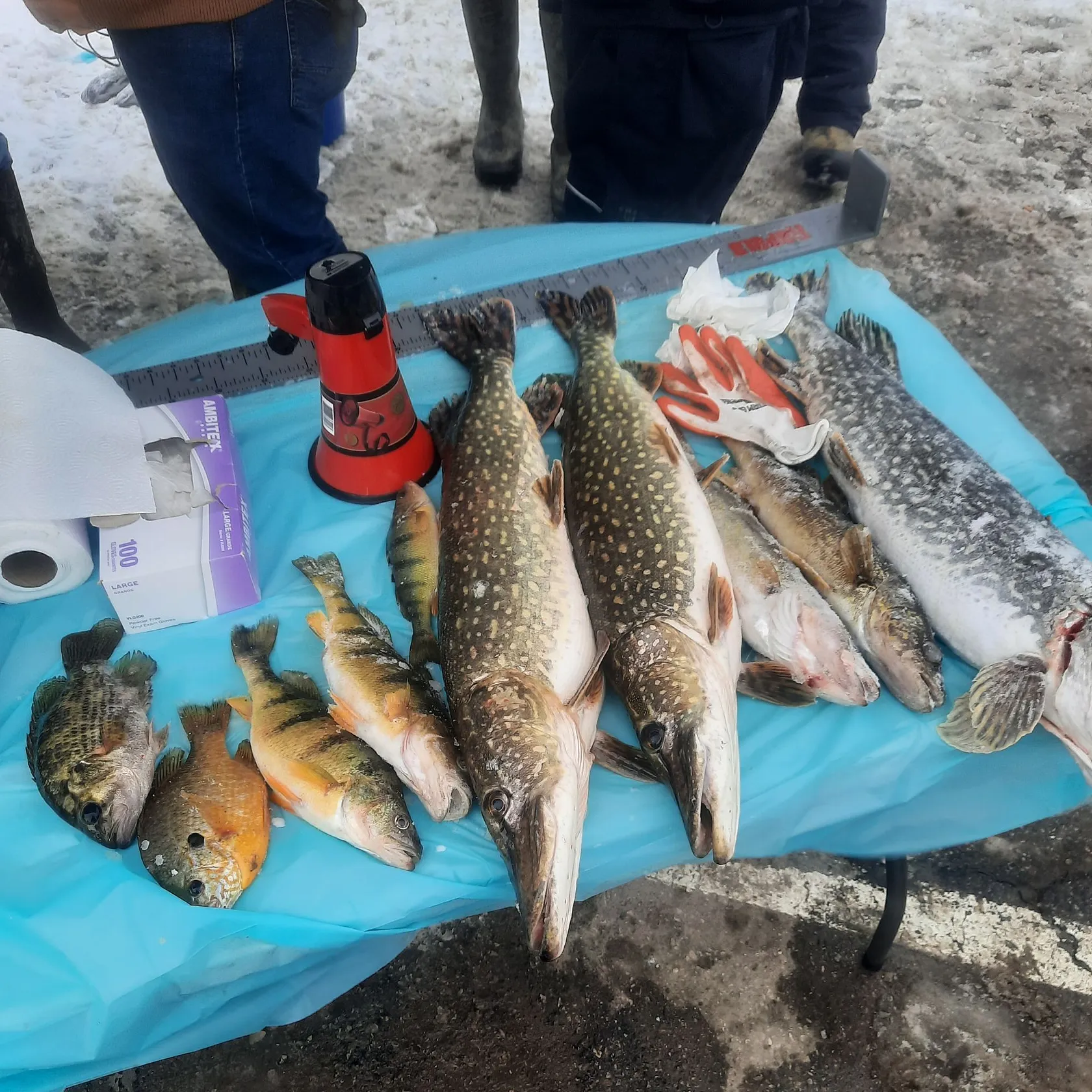 recently logged catches