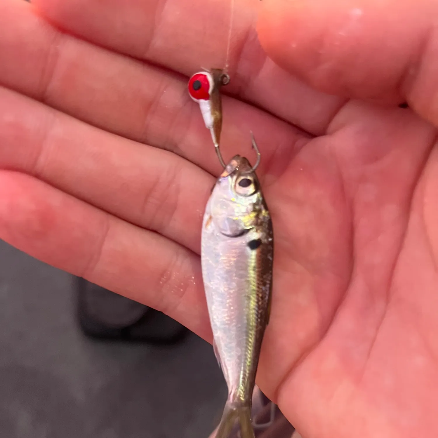 Threadfin shad caught on Fishbrain