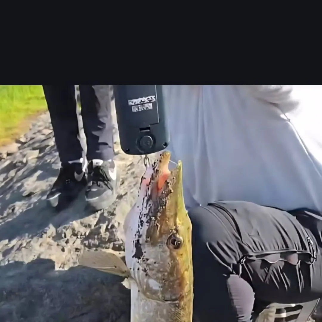 Northern pike caught on Fishbrain