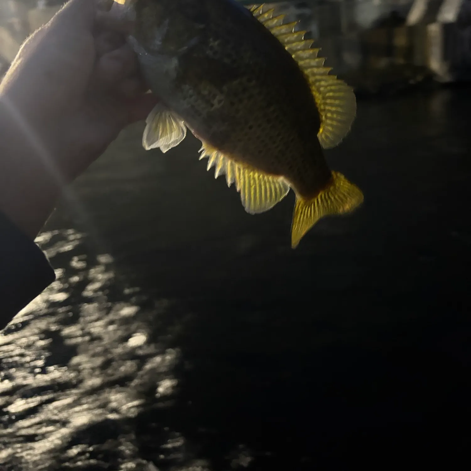 Rock bass caught on Fishbrain