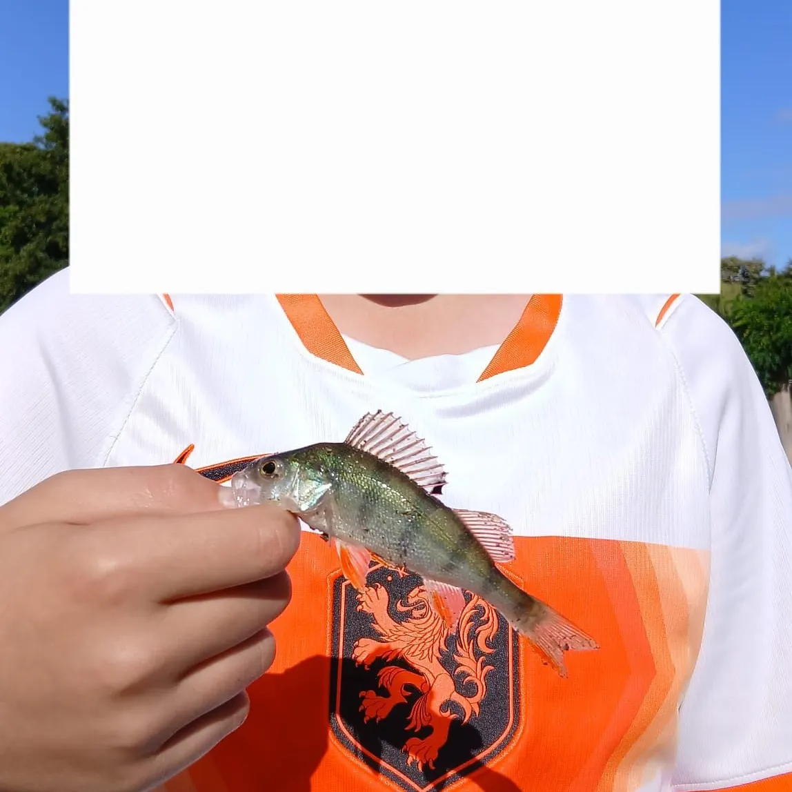 European perch caught on Fishbrain