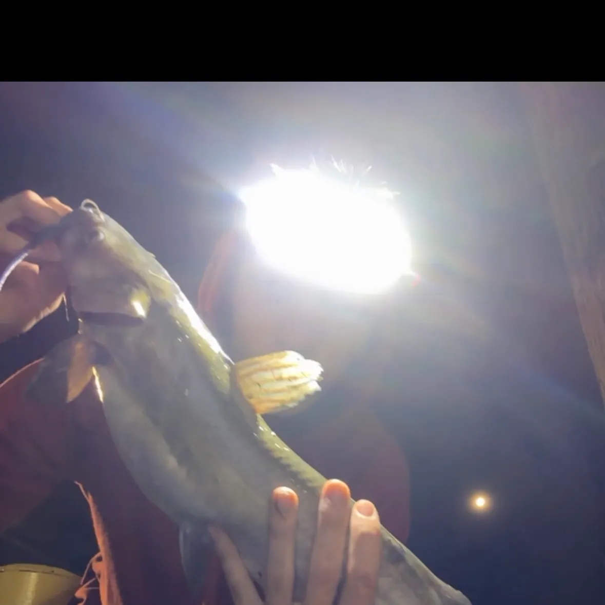 Fish caught on Fishbrain