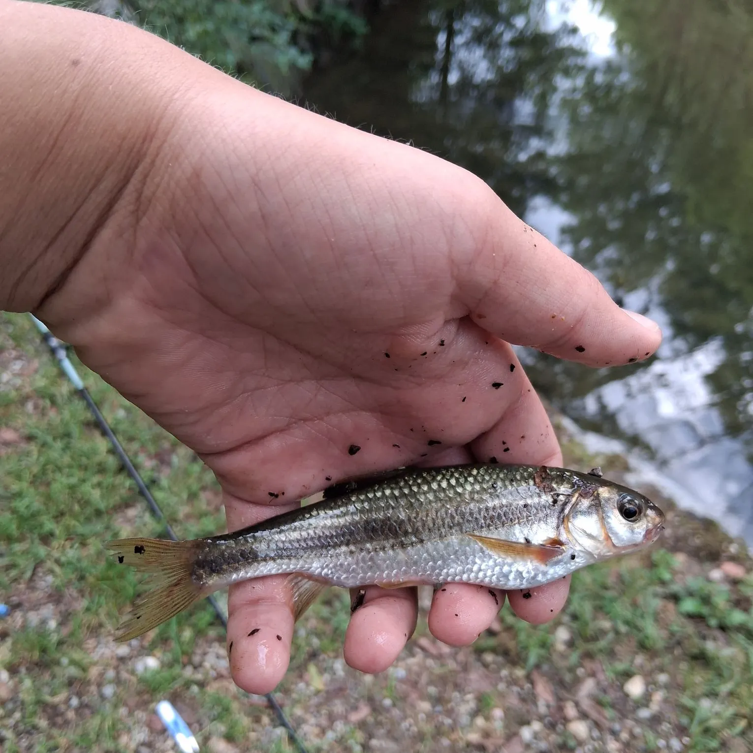 The most recent Vairone catches on Fishbrain
