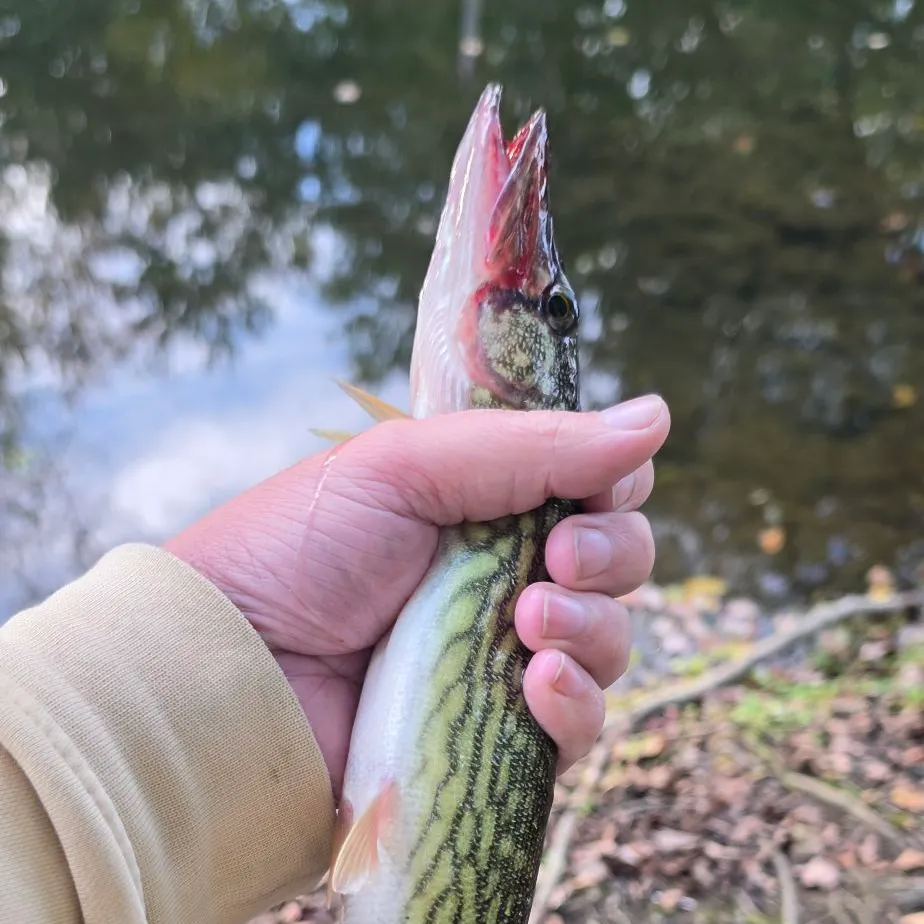 Chain pickerel caught on Fishbrain