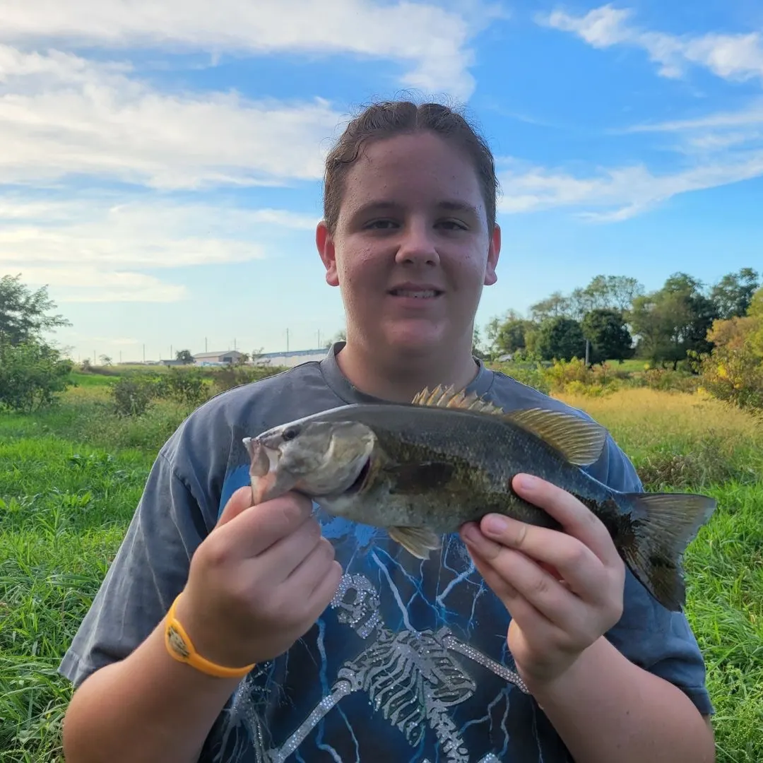 The most recent Smallmouth bass catches on Fishbrain