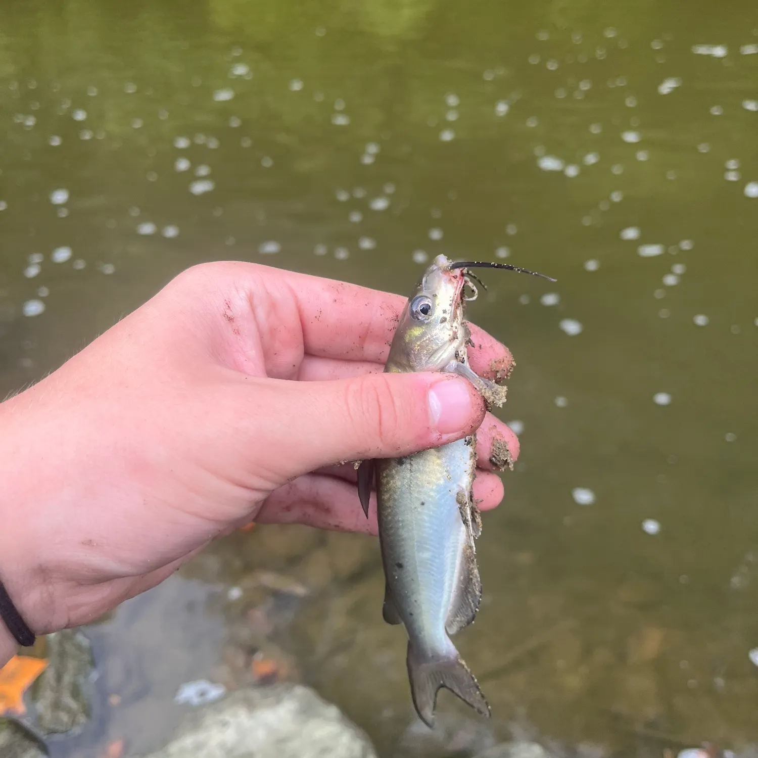 Channel catfish caught on Fishbrain