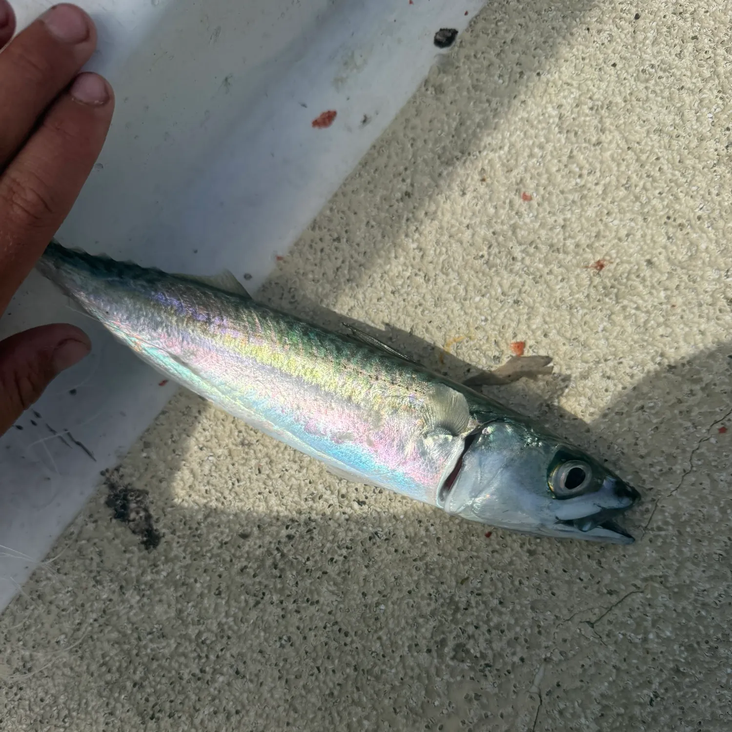 The most recent Pacific chub mackerel catches on Fishbrain