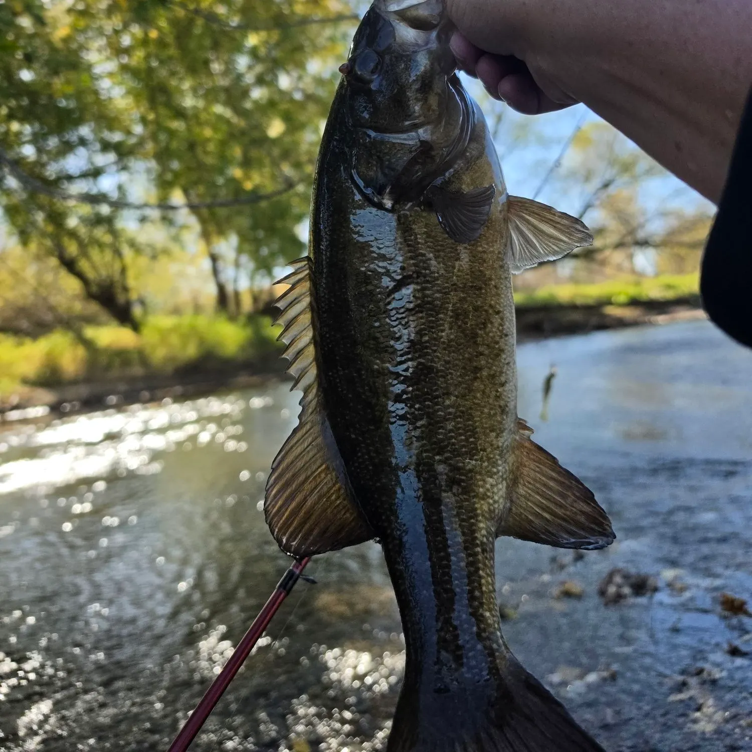 Smallmouth bass caught on Fishbrain
