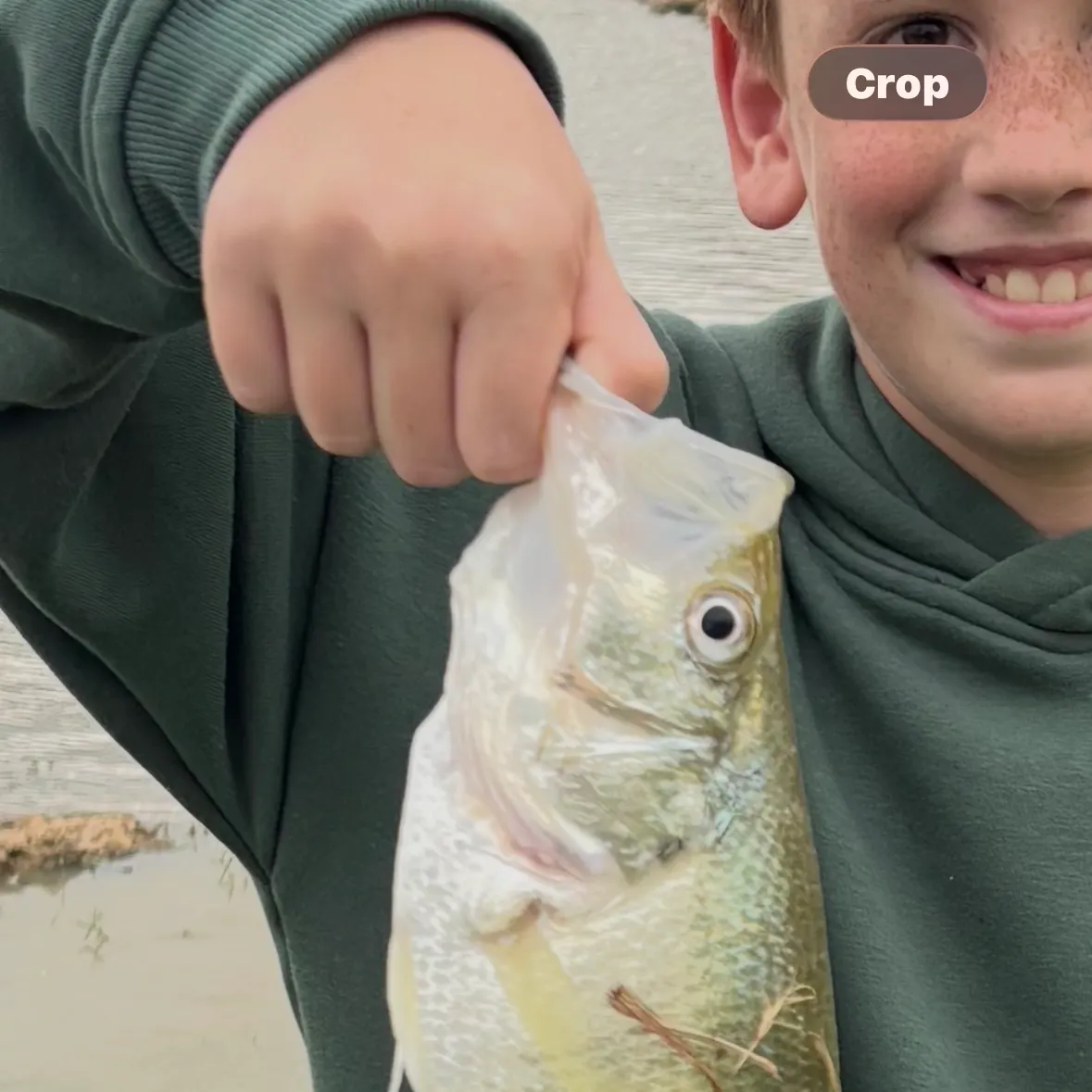 White crappie caught on Fishbrain
