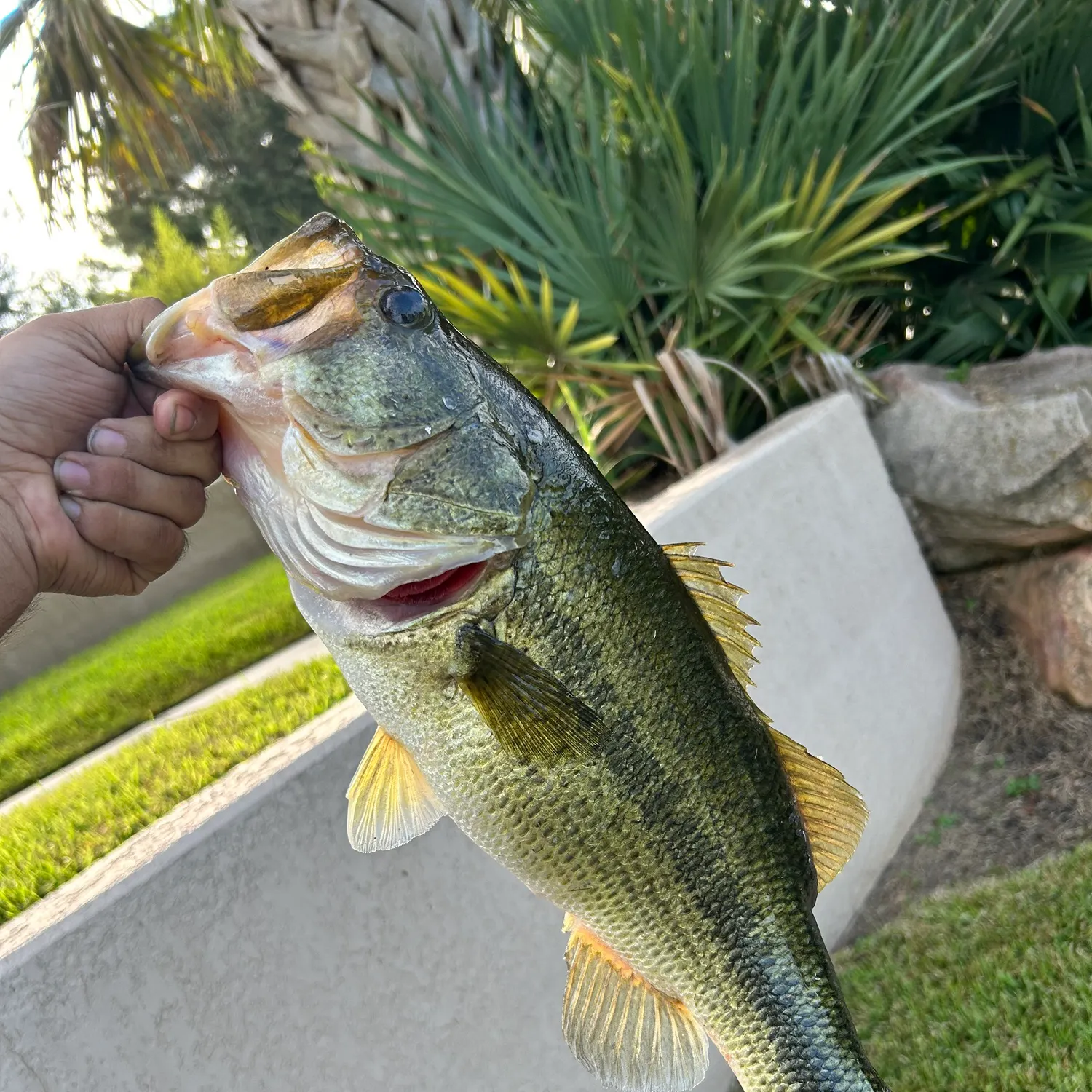 Largemouth bass caught on Fishbrain