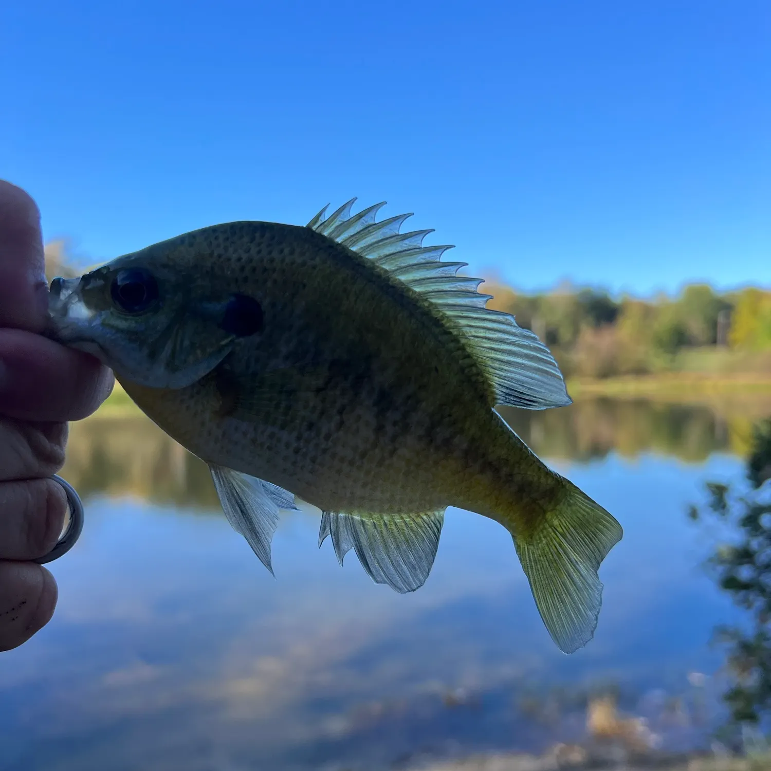 Bluegill caught on Fishbrain