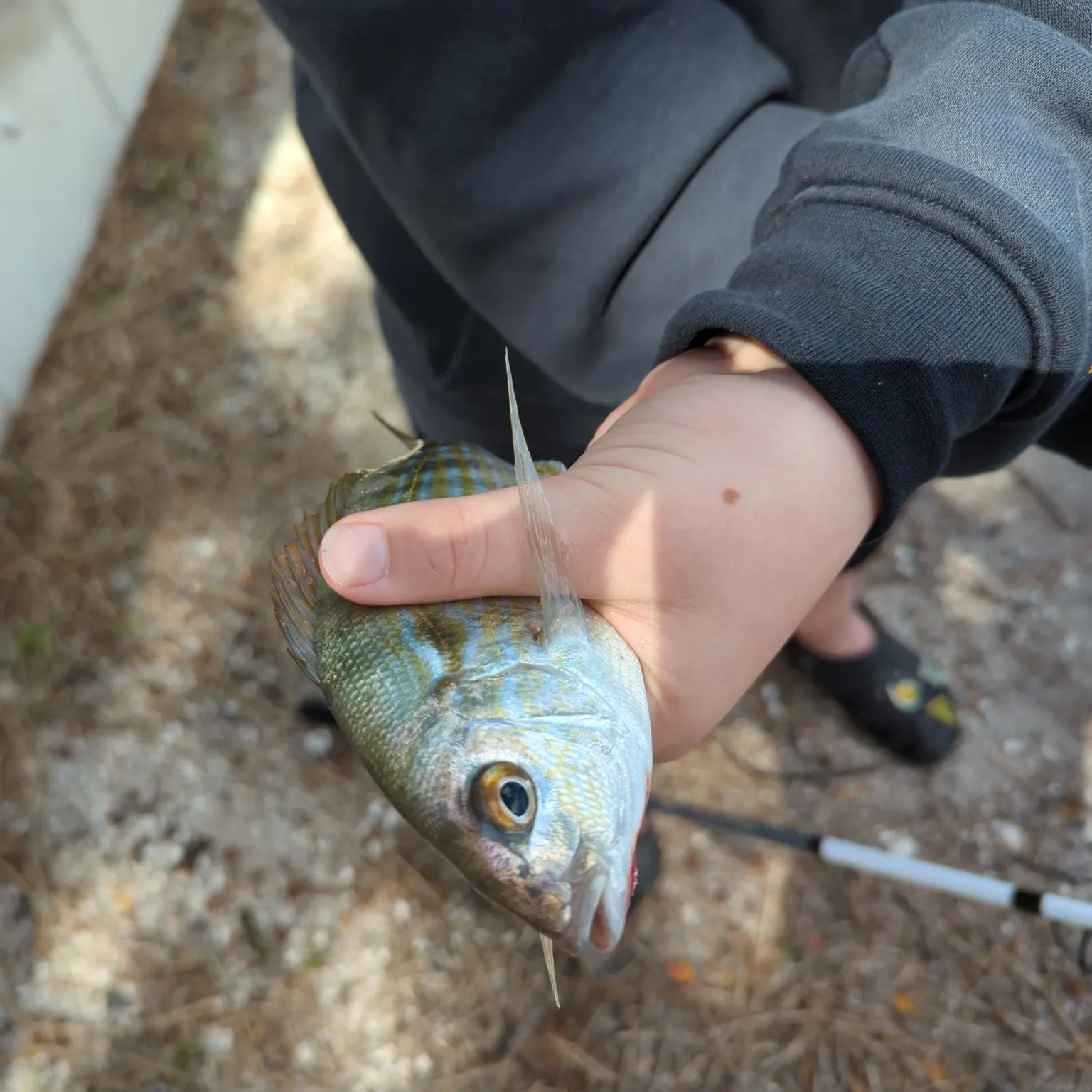 The most recent Pinfish catches on Fishbrain