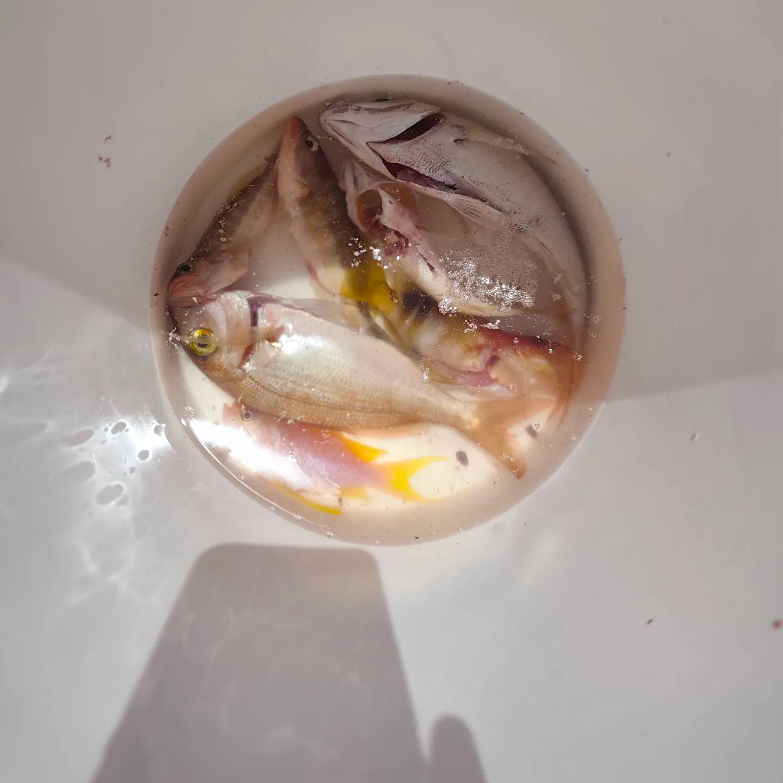 The most recent Common pandora catches on Fishbrain