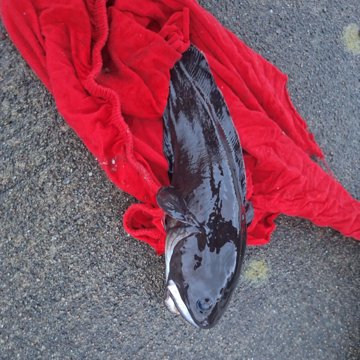 The most recent Tadpole fish catches on Fishbrain