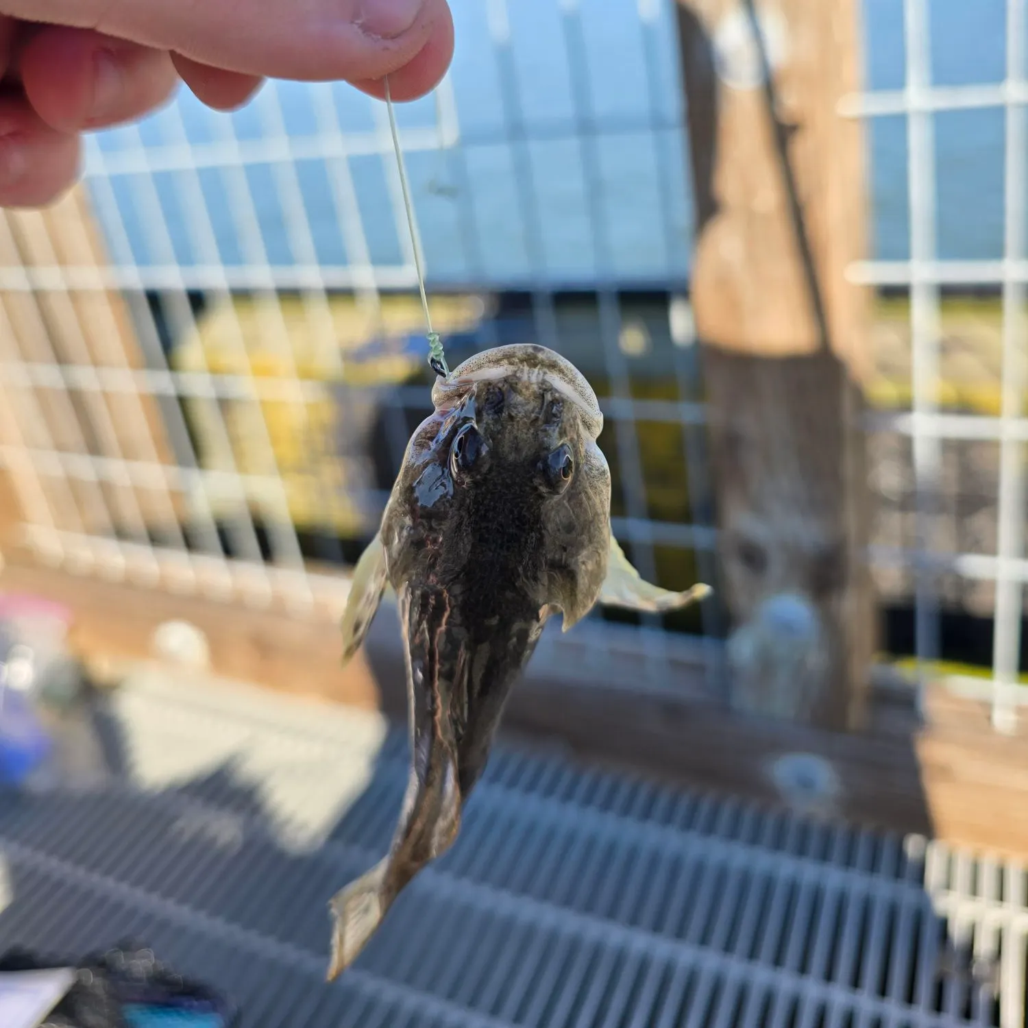 The most recent Lingcod catches on Fishbrain
