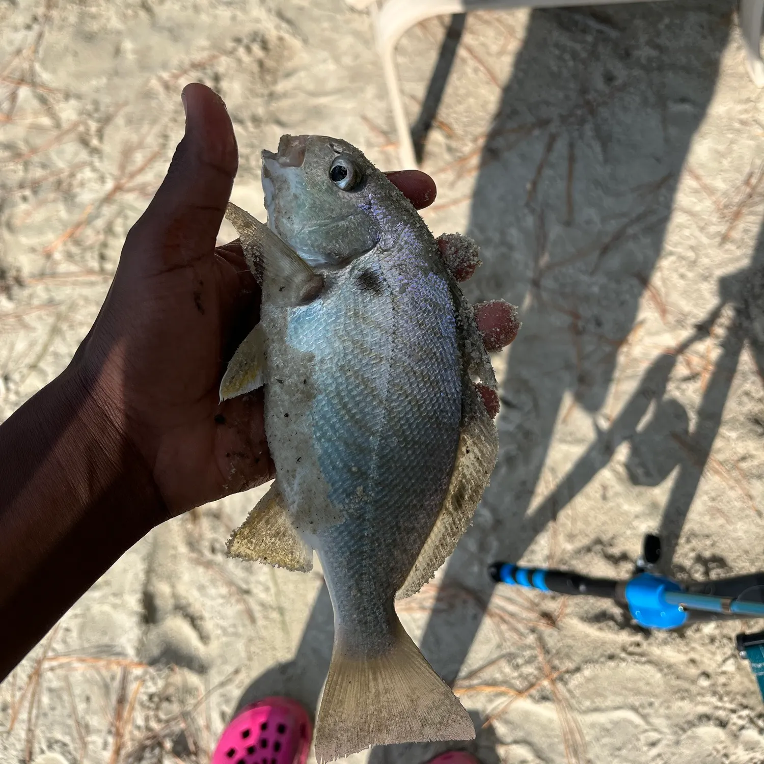 Spot croaker caught on Fishbrain